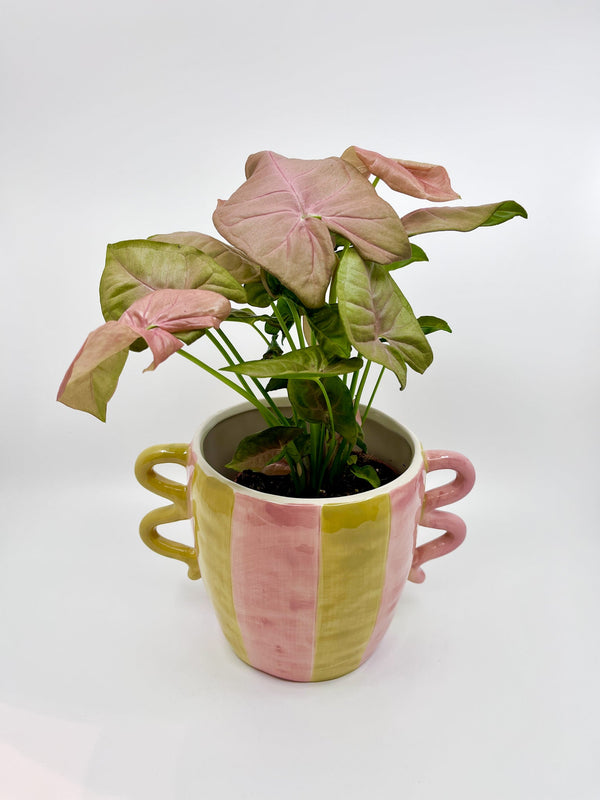 Cache - pot Bonbon - Les Fleurs Sauvages - cache pot