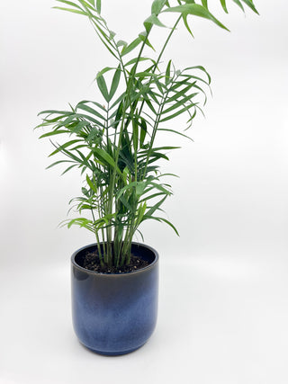 Cache - pot Ciel - Les Fleurs Sauvages - cache pot