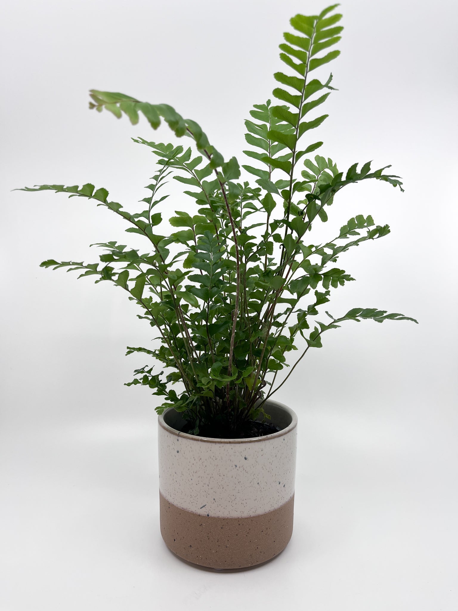 Cache - pot Coton - Les Fleurs Sauvages - cache pot