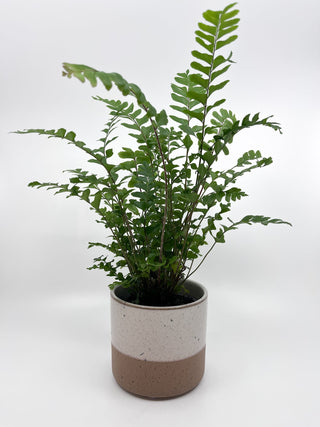 Cache - pot Coton - Les Fleurs Sauvages - cache pot