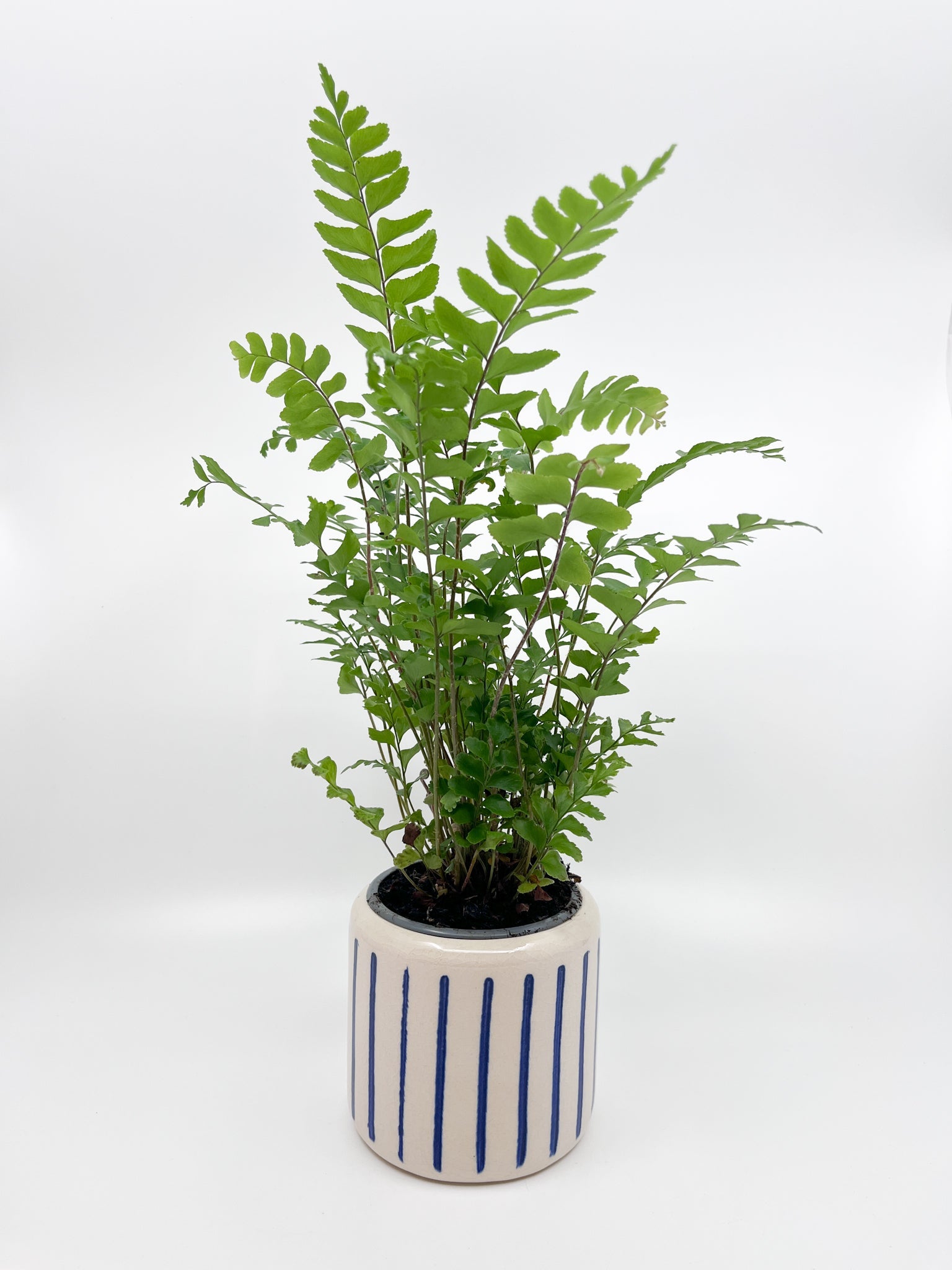 Cache - pot Hydra - Les Fleurs Sauvages - cache pot
