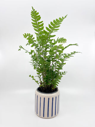Cache - pot Hydra - Les Fleurs Sauvages - cache pot