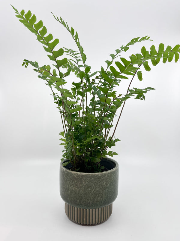 Cache - pot Nature - Les Fleurs Sauvages - cache pot