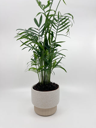 Cache - pot Nature - Les Fleurs Sauvages - cache pot