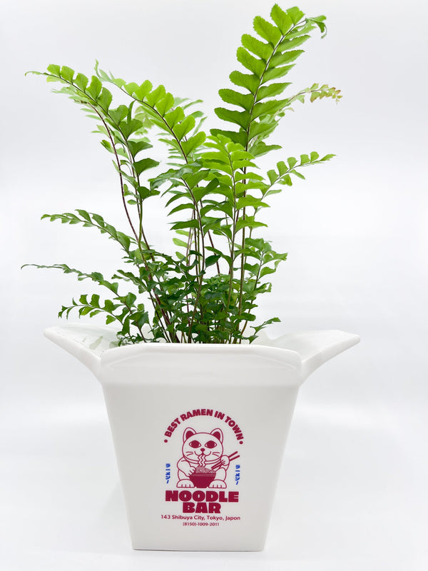 Cache - pot Ramen Fluid - Les Fleurs Sauvages - cache pot