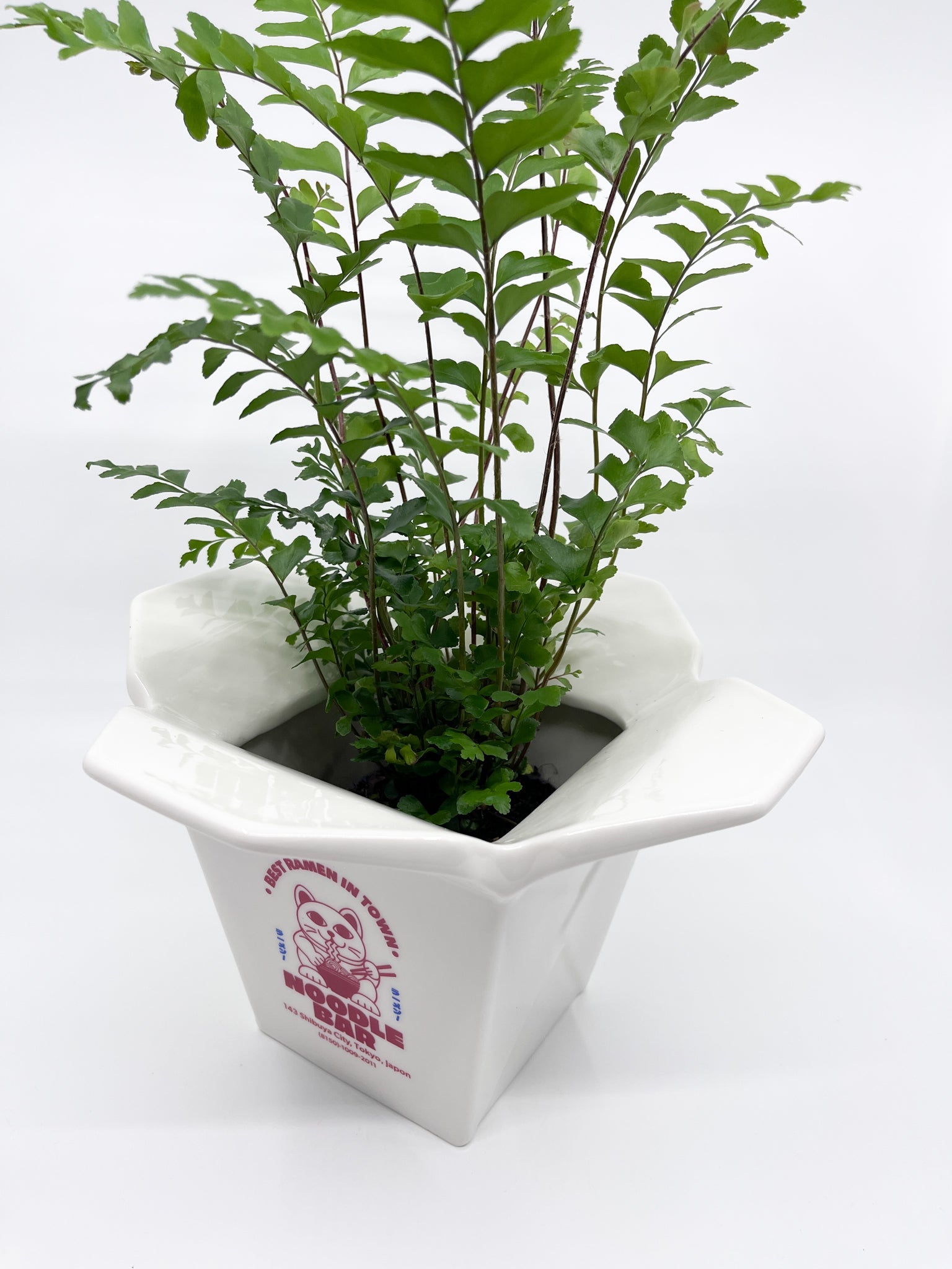 Cache - pot Ramen Fluid - Les Fleurs Sauvages - cache pot