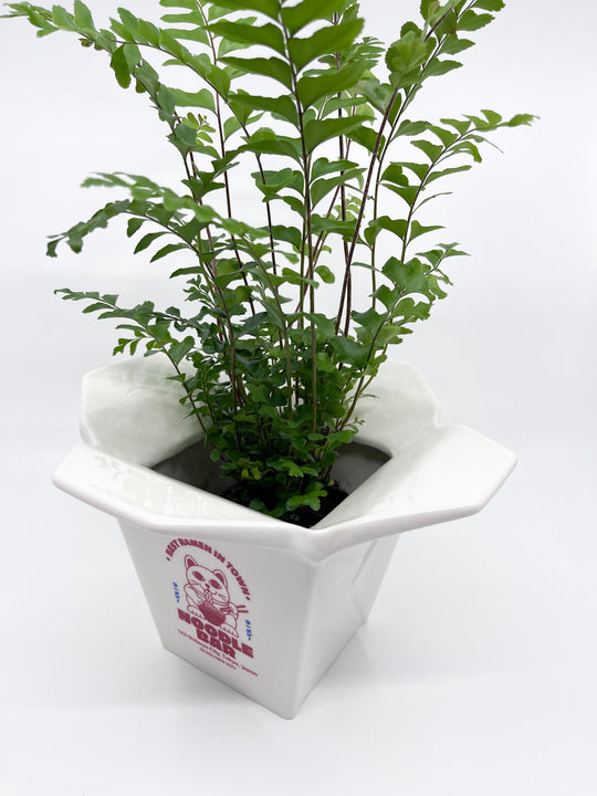 Cache - pot Ramen Fluid - Les Fleurs Sauvages - cache pot