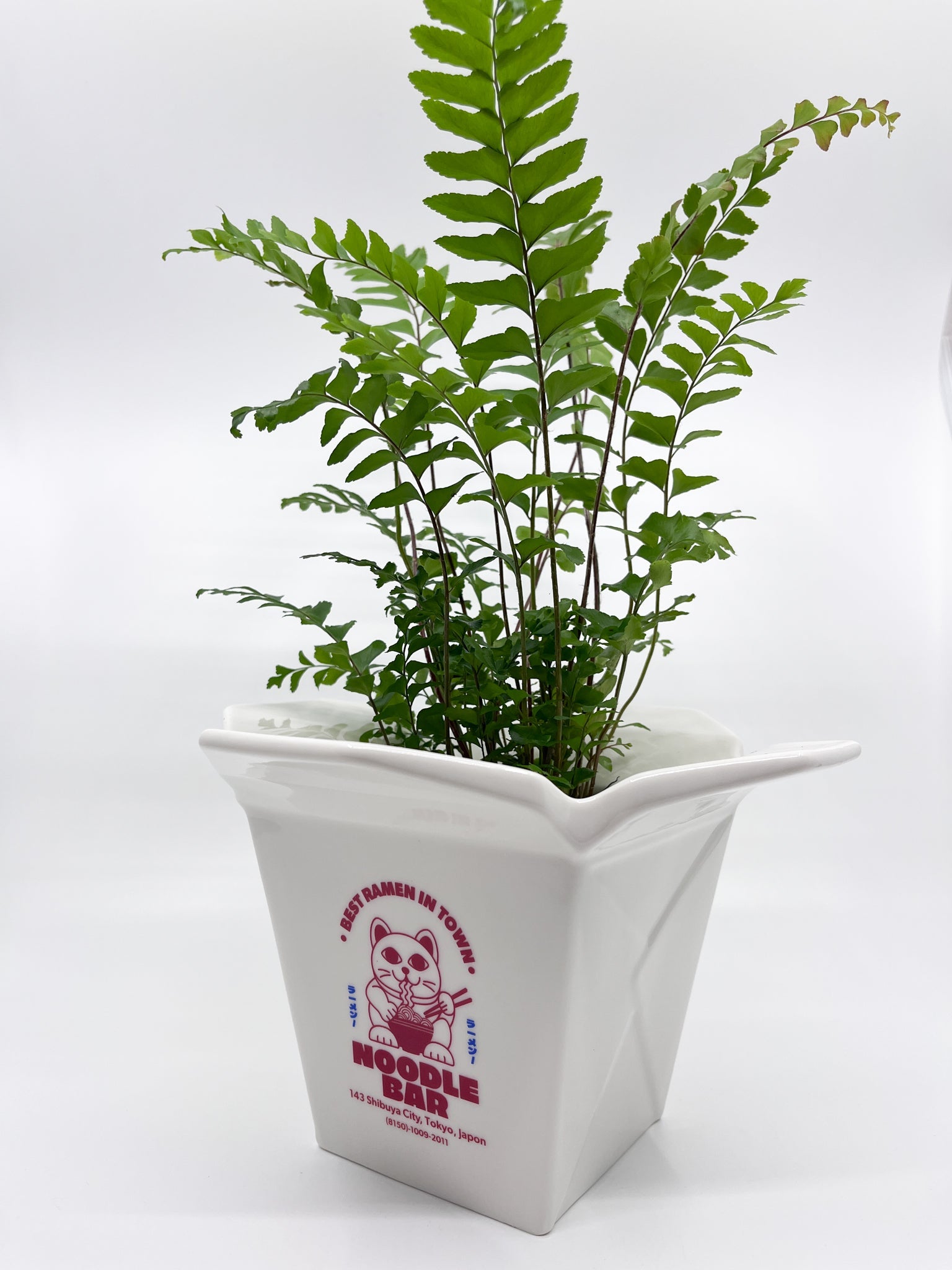 Cache - pot Ramen Fluid - Les Fleurs Sauvages - cache pot