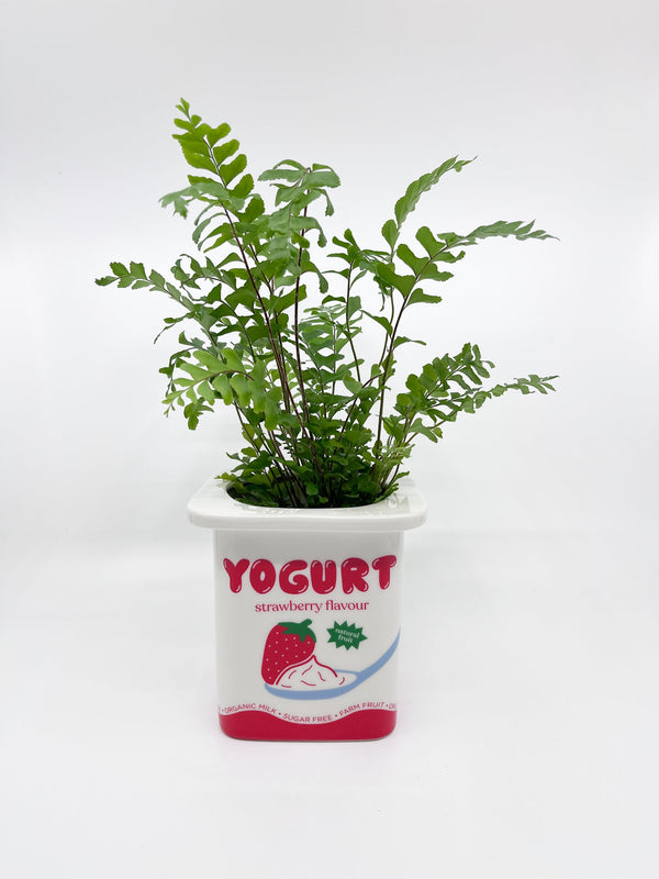 Cache - pot yaourt à la fraise Fluid - Les Fleurs Sauvages - cache pot