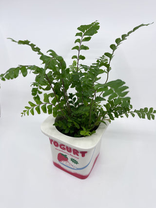 Cache - pot yaourt à la fraise Fluid - Les Fleurs Sauvages - cache pot