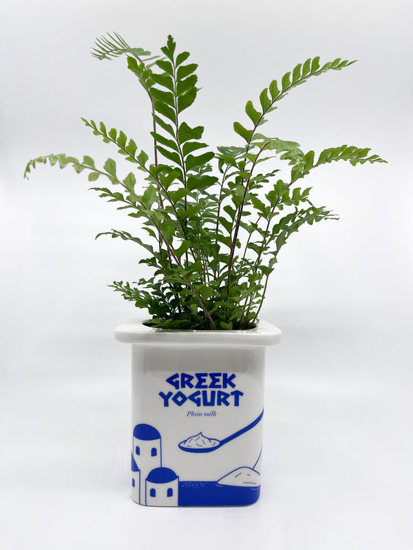 Cache - pot yaourt grec Fluid - Les Fleurs Sauvages - cache pot