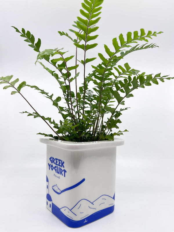 Cache - pot yaourt grec Fluid - Les Fleurs Sauvages - cache pot