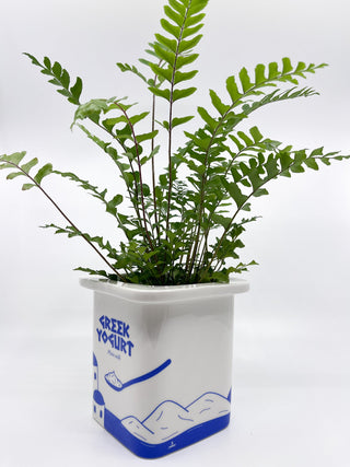 Cache - pot yaourt grec Fluid - Les Fleurs Sauvages - cache pot