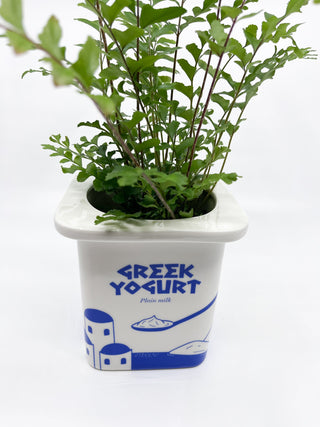 Cache - pot yaourt grec Fluid - Les Fleurs Sauvages - cache pot