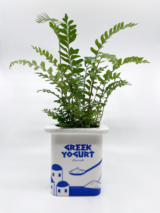 Cache-pot yaourt grec Fluid