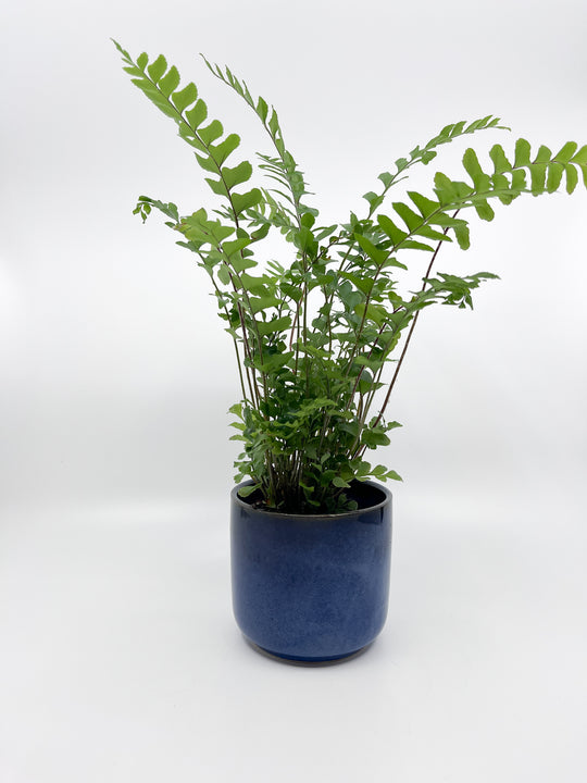Cache-pot Ciel