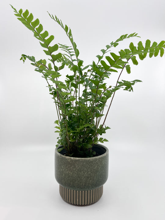 Cache-pot Nature